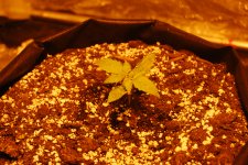 DSC_0401 - копия.JPG