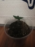 IMG_20181024_211024.jpg