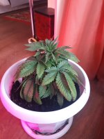 20181025_122907.jpg