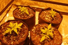 DSC_0410 - копия.JPG