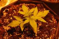 DSC_0411 - копия.JPG