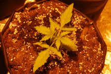 DSC_0412 - копия.JPG