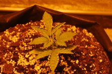 DSC_0413 - копия.JPG