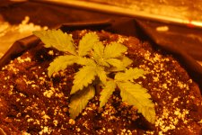 DSC_0415 - копия.JPG