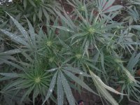DSCN6088.JPG