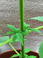 IMG_20181027_052710.jpg