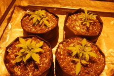 DSC_0417 - копия.JPG