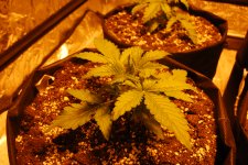 DSC_0418 - копия.JPG