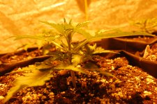 DSC_0419 - копия.JPG