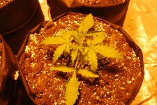 DSC_0420 - копия.JPG