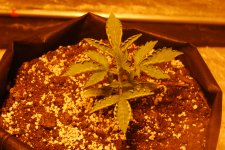 DSC_0421 - копия.JPG