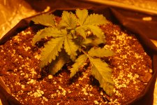 DSC_0422 - копия.JPG