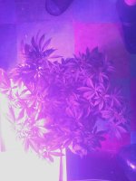 IMG_20181029_172157.jpg