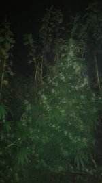 20181030_231255.jpg