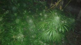 20181030_231301.jpg