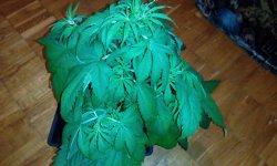 IMG_20181102_214832.jpg