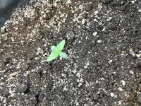 IMG_20181103_214459.jpg