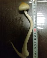 IMG_20181105_131843.jpg