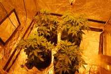 DSC_0423 - копия.JPG