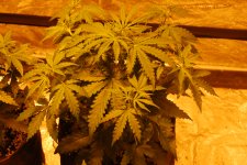 DSC_0424 - копия.JPG