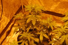 DSC_0425 - копия.JPG