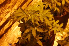 DSC_0426 - копия.JPG