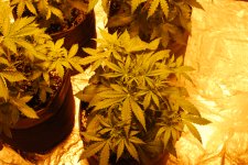 DSC_0427 - копия.JPG