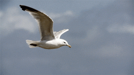 image_861305171130144796198.gif