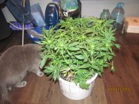 IMG_8336.JPG