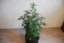 DSC_0429 - копия.JPG