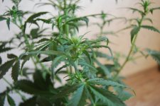 DSC_0430 - копия.JPG