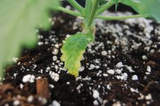 DSC_0431 - копия.JPG