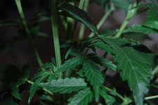 DSC_0432 - копия.JPG