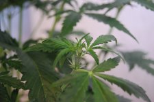 DSC_0433 - копия.JPG