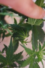 DSC_0434 - копия.JPG