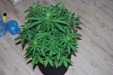 DSC_0444 - копия.JPG