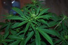 DSC_0445 - копия.JPG