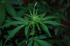 DSC_0446 - копия.JPG