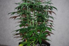 DSC_0447 - копия.JPG