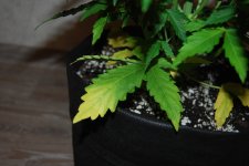 DSC_0448 - копия.JPG