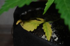 DSC_0450 - копия.JPG