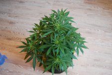 DSC_0436 - копия.JPG