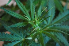 DSC_0438 - копия.JPG