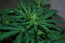 DSC_0439 - копия.JPG