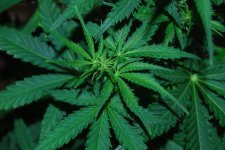 DSC_0440 - копия.JPG