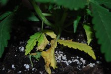 DSC_0441 - копия.JPG