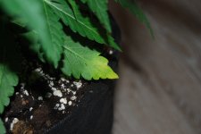 DSC_0442 - копия.JPG