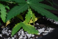 DSC_0443 - копия.JPG