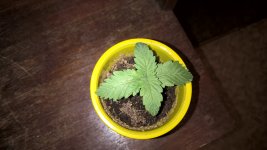WP_20181113_14_52_31_Pro_LI.jpg WP_20181113_14_52_31_Pro_LI.jpg