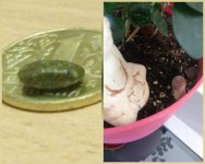 CollageMaker_20181113_132833112.jpg